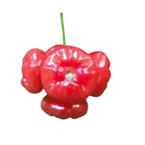 Seedless Chamba (All Season)