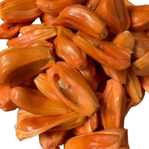 Chembarathi Varikka Grafted Jackfruit