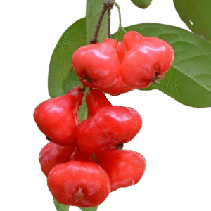 Layered Red Apple (Malay Apple / Mountain Apple) – Nadan Chambakka