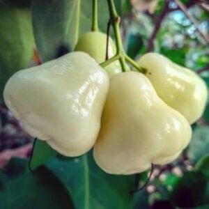 Thailand green ,white,green chambaRose Apple (Syzygium jambos)