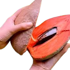 Mamey Sapota