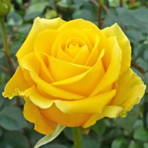Rose (Yellow) – Plant