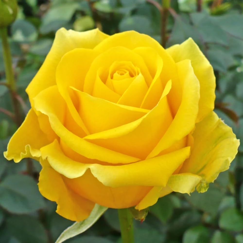 Rose (Yellow) - Plant